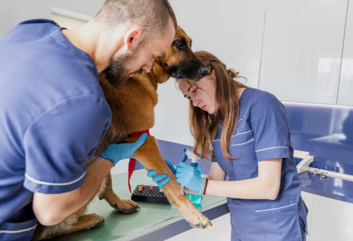 Vetexpert ArthroVet: Susținerea Eficientă a Sănătății Articulațiilor la Animalele de Companie