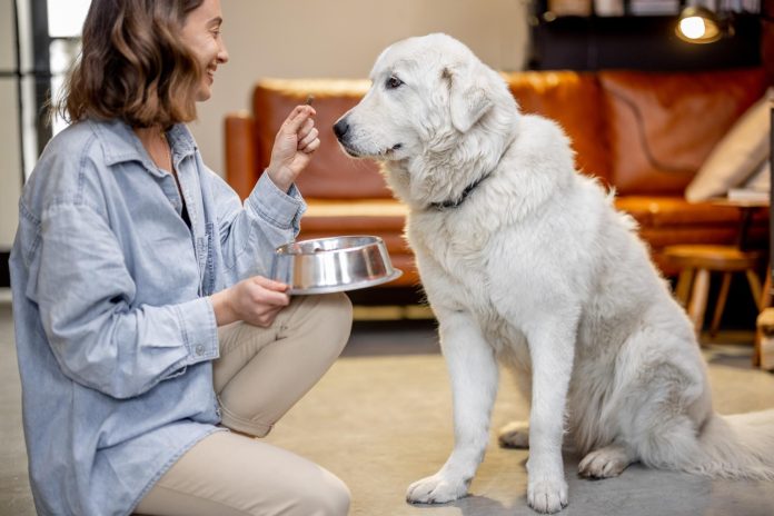 medicii veterinari