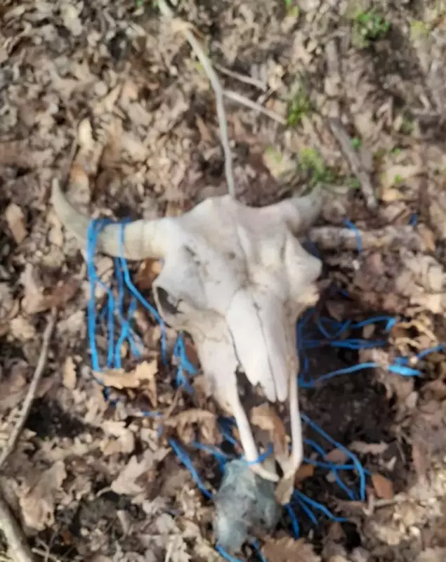 Masacru la ferma de bizoni din Cluj provocat de un ex-chestor de poliție